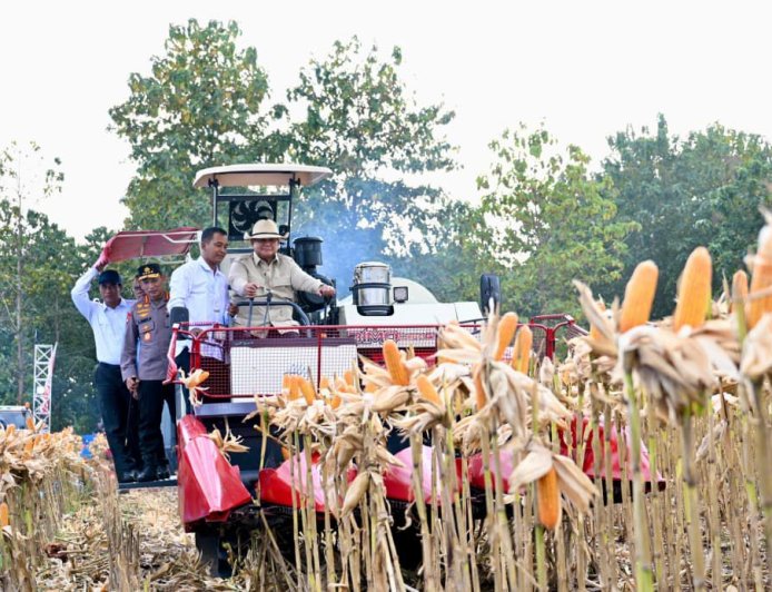 Perkuat Ketahanan Pangan Nasional, Presiden Prabowo Turun Langsung Panen Jagung di Tuban